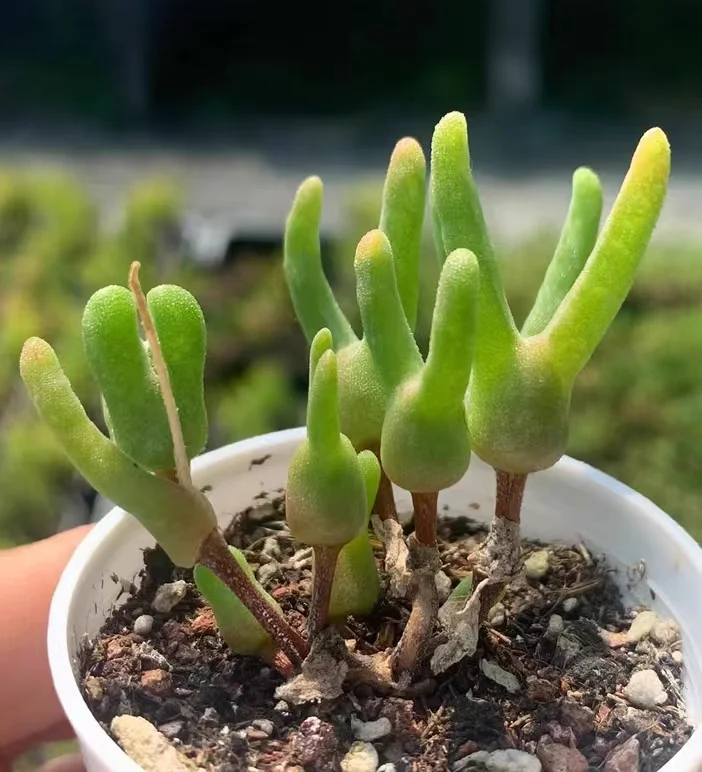 plant Aeonium Echeveria Haworthia  Caudex  Lithops Cactus  Agave 