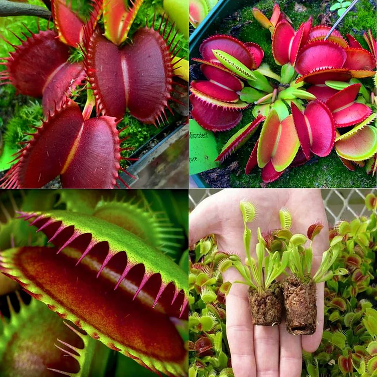 Last Day Promotion 60% OFF🏡 Flytrap seeds (98% Germination)⚡Buy 2 Get Free Shipping
