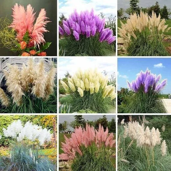 Pampas Grass Magic Garden Seeds