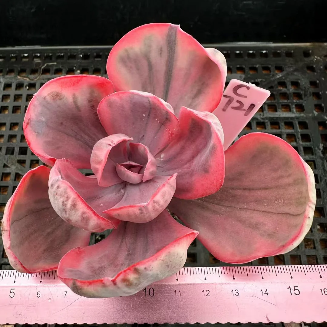 M✧succulent ·͜· ︎︎ᕷ The Next Gardener Succulent Unboxing with Succulent Names or