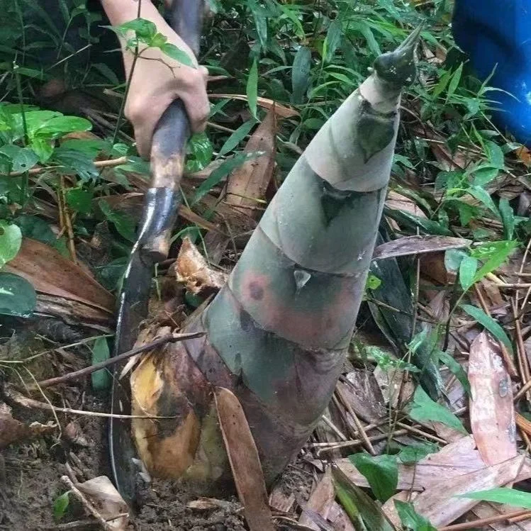 [Rare Species] Giant Dragon Bamboo Seeds🎍