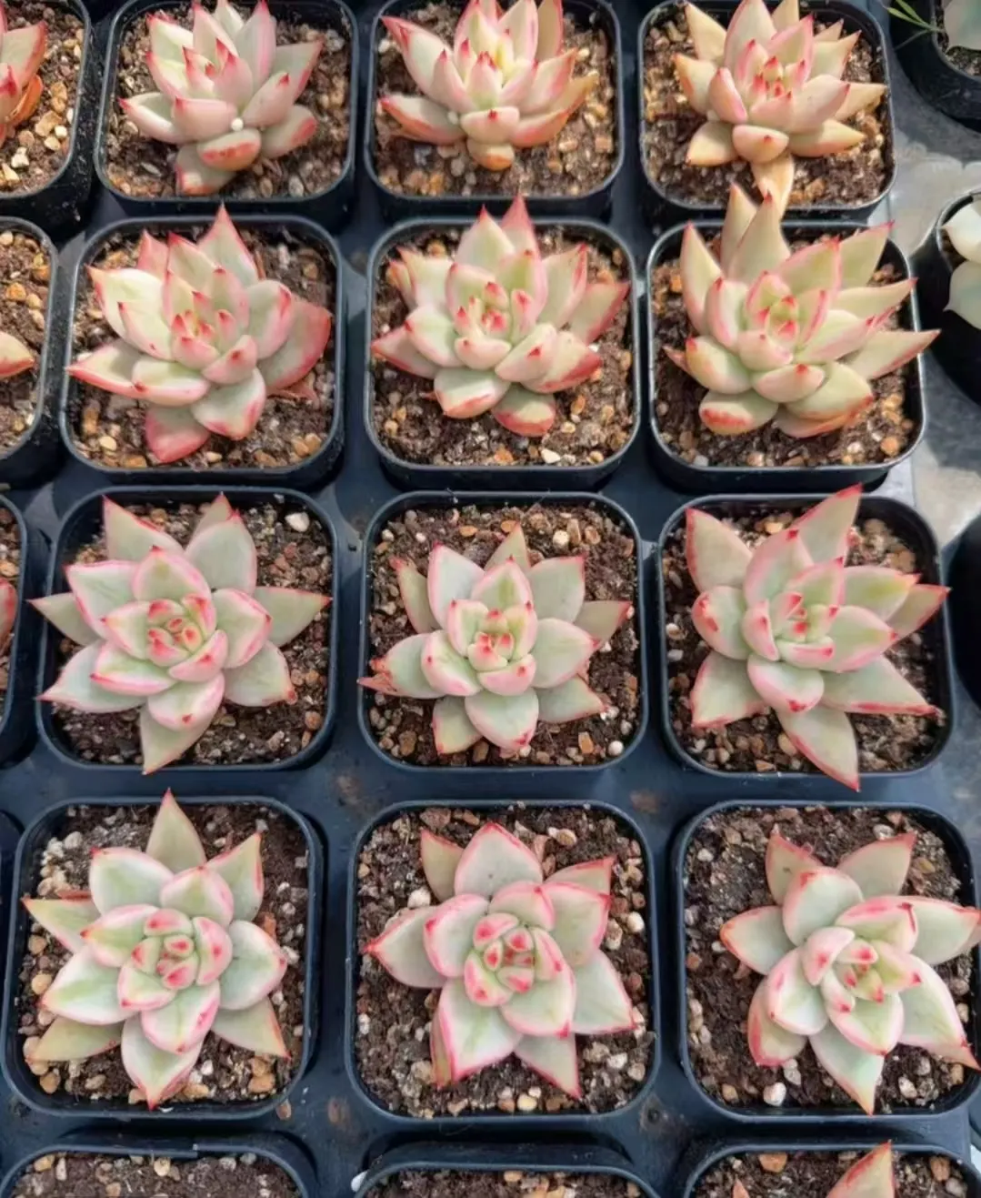 plant Aeonium Echeveria Haworthia  Caudex  Lithops Cactus  Agave 