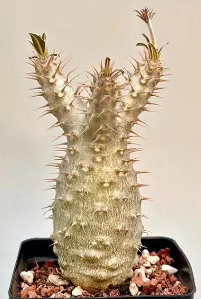 plant Aeonium Echeveria Haworthia  Caudex  Lithops Cactus  Agave 