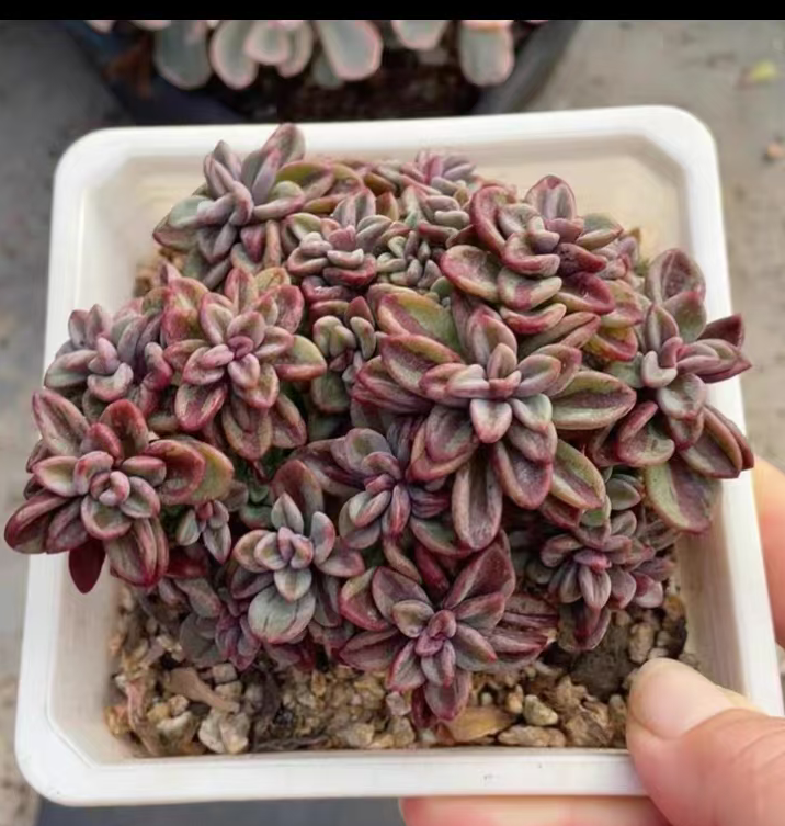 plant Aeonium Echeveria Haworthia  Caudex  Lithops Cactus  Agave 