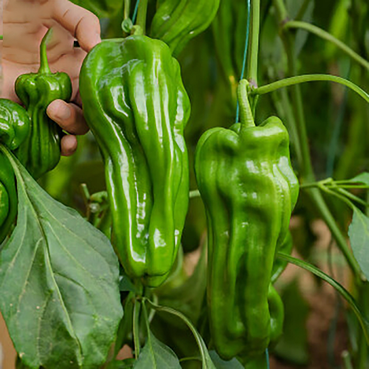 🫑Thin-Skinned Pepper Seeds