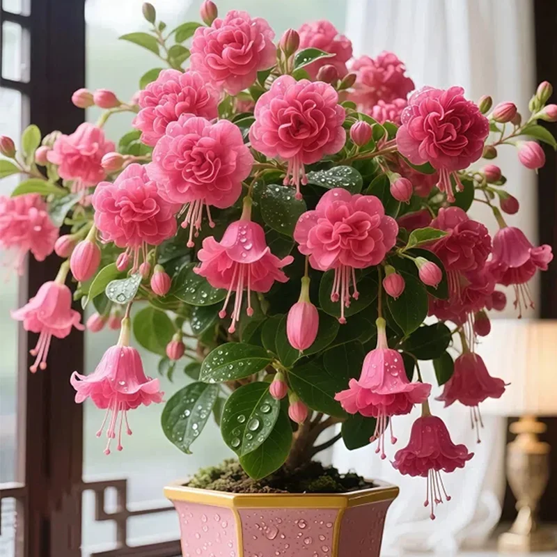 Rose red-🔔Double Fuchsia Bulbs