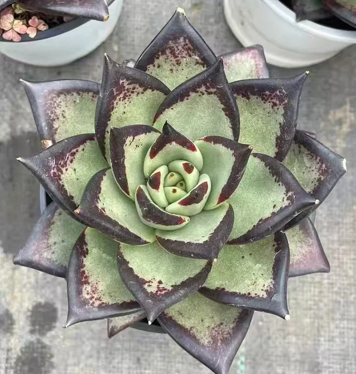 plant Aeonium Echeveria Haworthia  Caudex  Lithops Cactus  Agave 