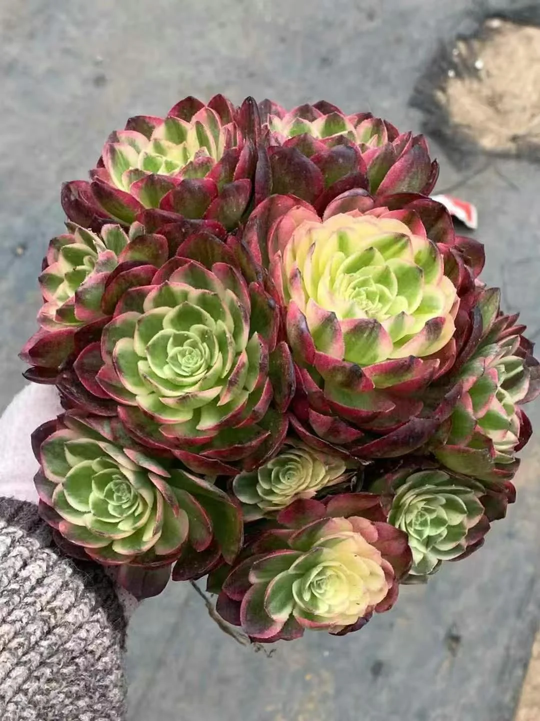 plant Aeonium Echeveria Haworthia  Caudex  Lithops Cactus  Agave 