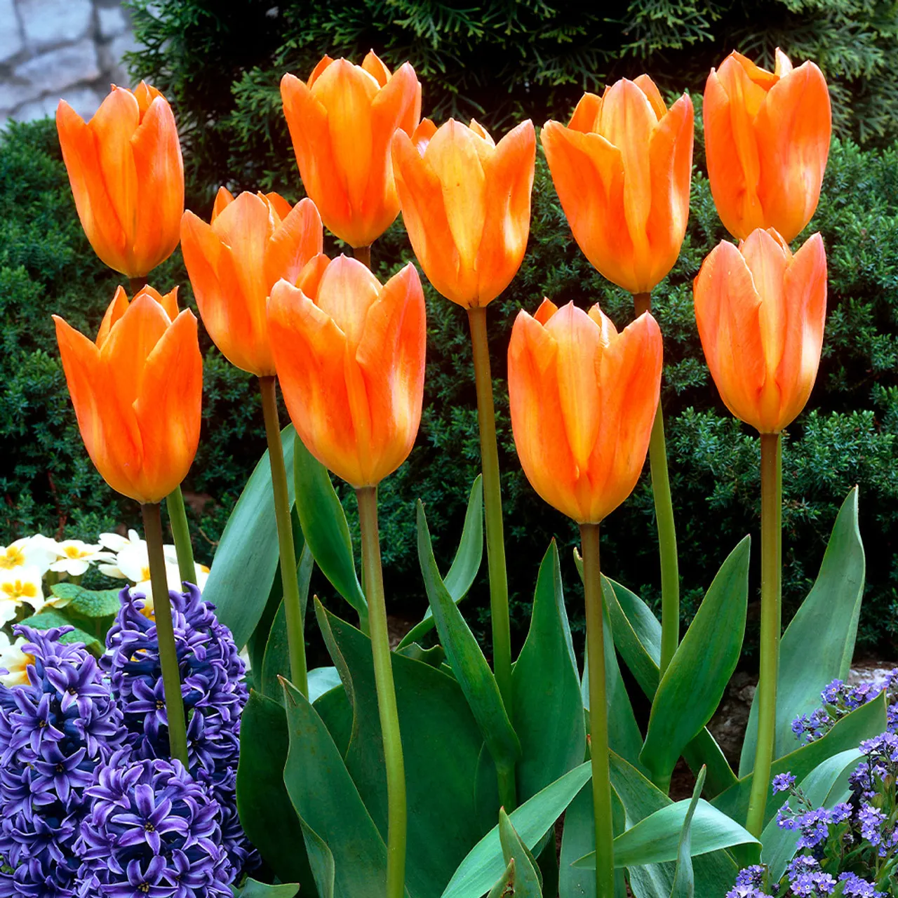 Orange Emperor Tulip Seeds