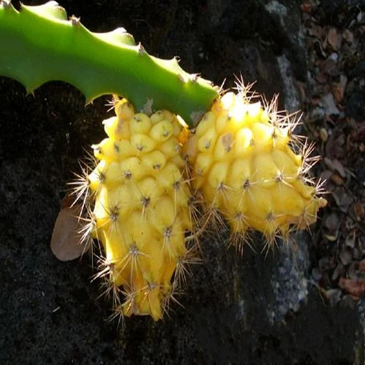 Yellow Dragon Fruit Seeds