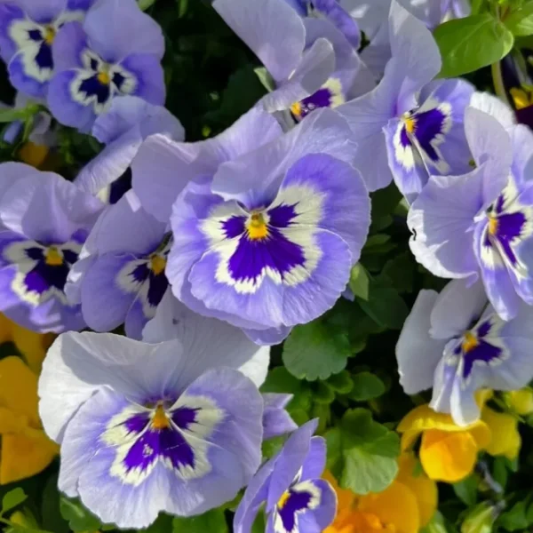 Lively Seed Pansy - Thumbnail 5