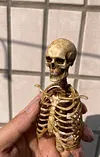 1/6 scale (approximately 12 inches) movable human skeleton model