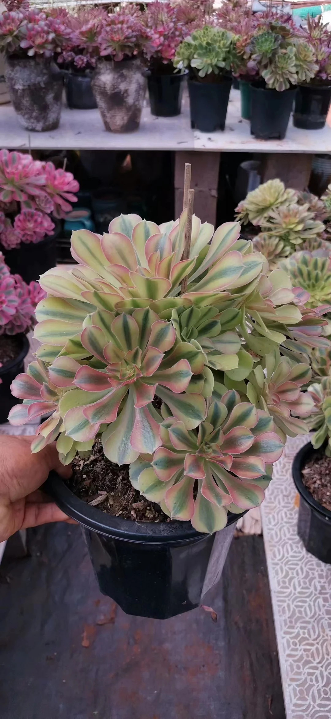 plant Aeonium Echeveria Haworthia  Caudex  Lithops Cactus  Agave 