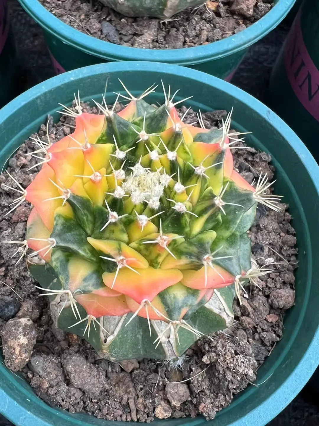 plant Aeonium Echeveria Haworthia  Caudex  Lithops Cactus  Agave 