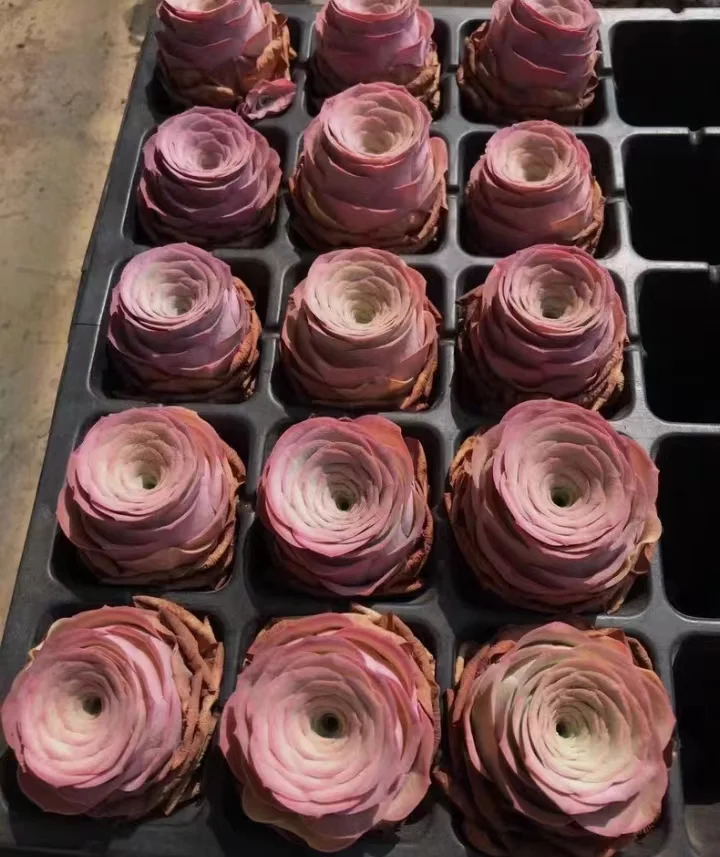 plant Aeonium Echeveria Haworthia  Caudex  Lithops Cactus  Agave 