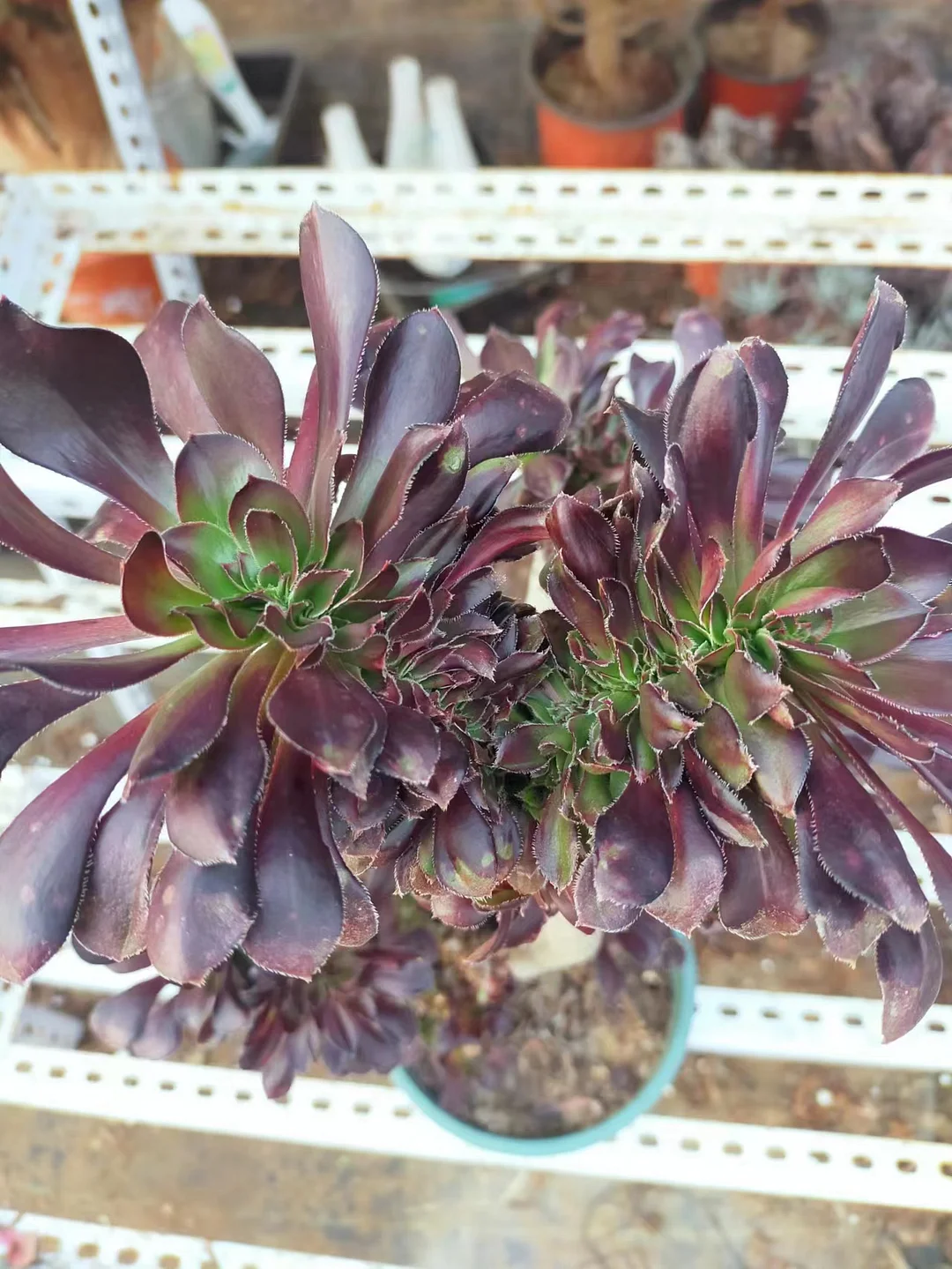346.Circle leaf black mage crested cutting 6cm/ Aeonium crested/ Succulent plants / Garden landscape / Carefully select healthy plants