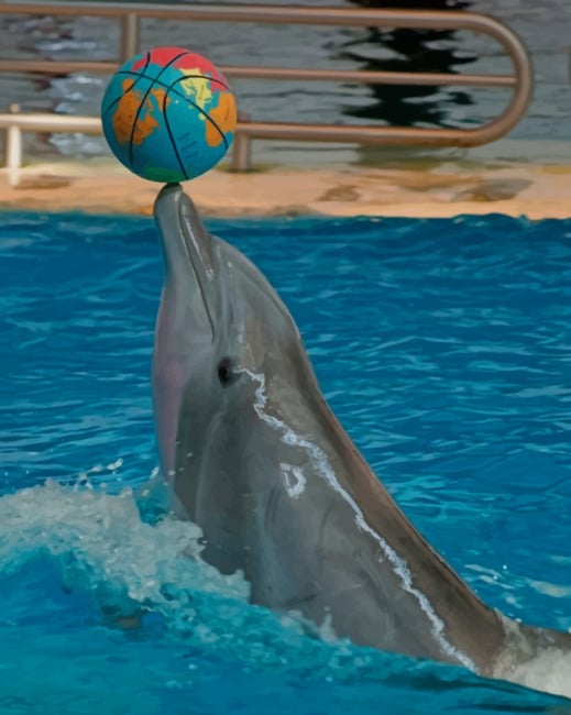 

Dolphin Playing With A Ball – Paint By Numbers - 40*50CM, 501 Original