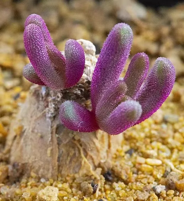 796.  Phyllobolus tenuiflorus  1.8-2cm  / Caudex  / Succulent plants / Garden landscape / Carefully select healthy plants