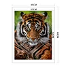 (Big Size)Tiger - 11CT Stamped Cross Stitch - 45*60cm - Animal