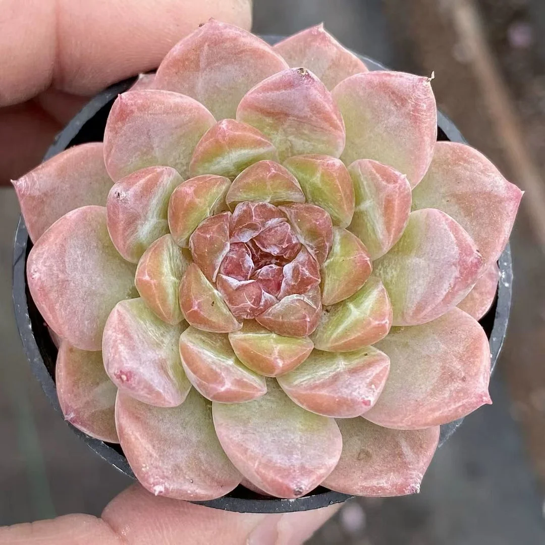 498.Echeveria   Ice . single head 3cm / Echeveria/ Succulent plants / Garden landscape / Carefully select healthy plants