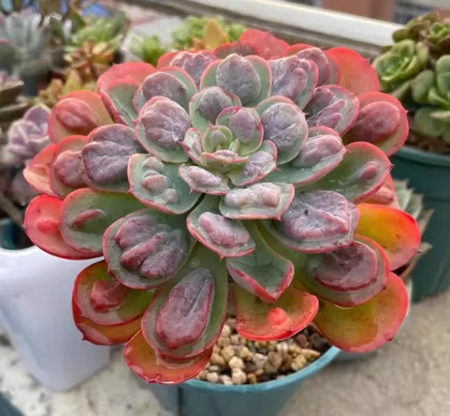 plant Aeonium Echeveria Haworthia  Caudex  Lithops Cactus  Agave 