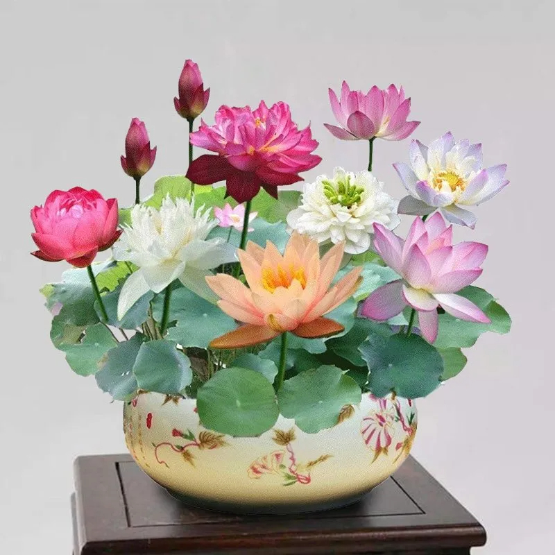 🪷Bonsai Double Lotus Seeds-Pure Heart