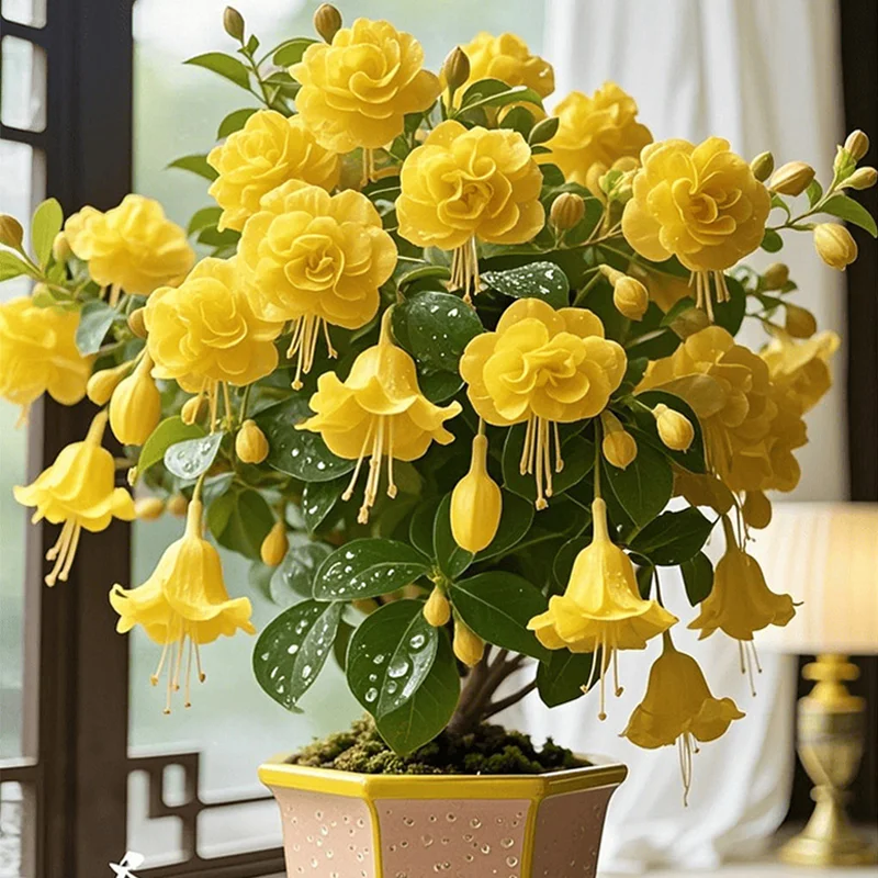 Yellow-🔔Double Fuchsia Bulbs