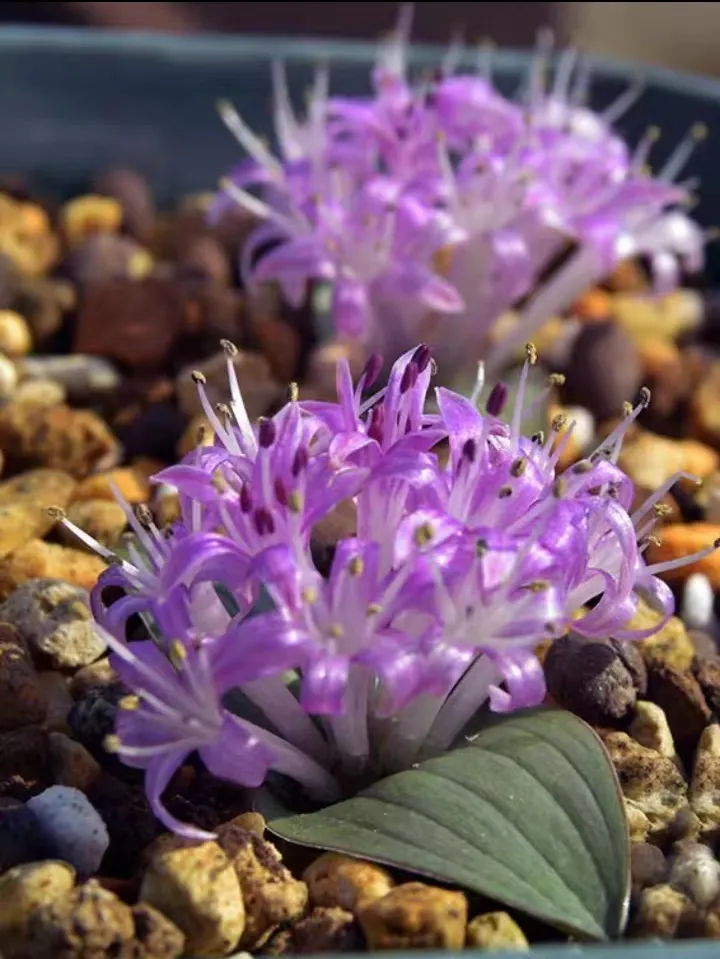 plant Aeonium Echeveria Haworthia  Caudex  Lithops Cactus  Agave 