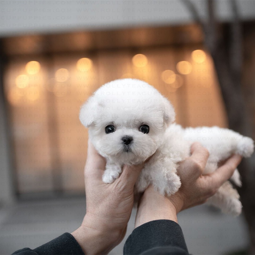 realistic dog teddies