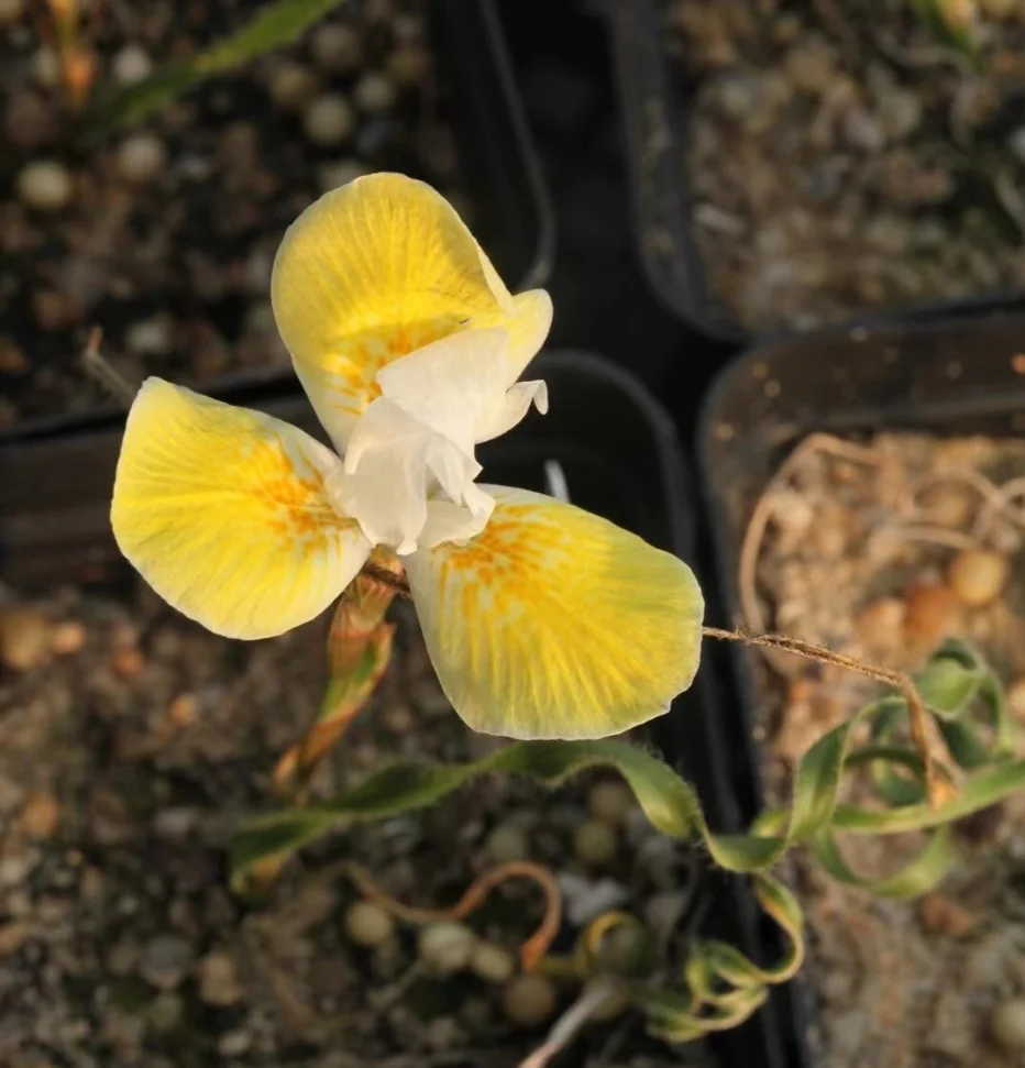 plant Aeonium Echeveria Haworthia  Caudex  Lithops Cactus  Agave 