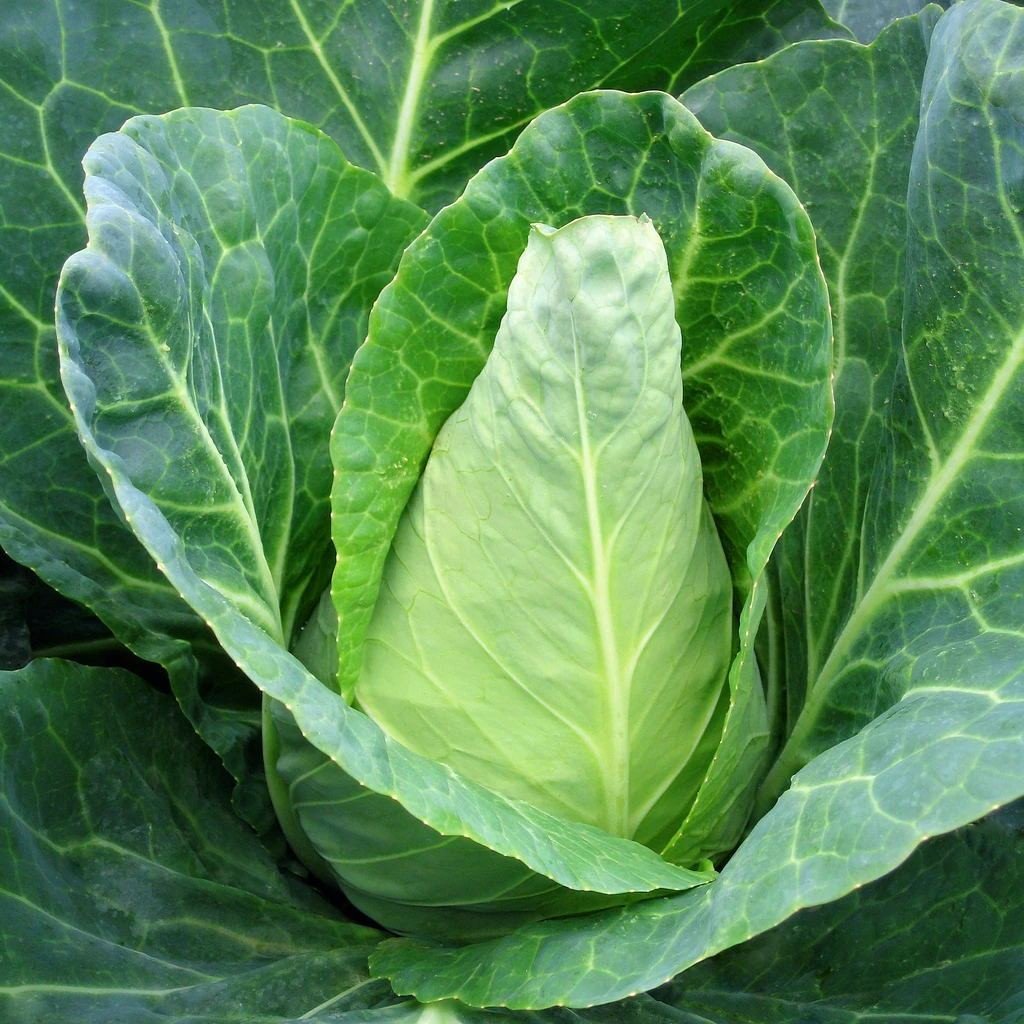 Cabbage Caraflex F1 Organic Jonyparkseed®
