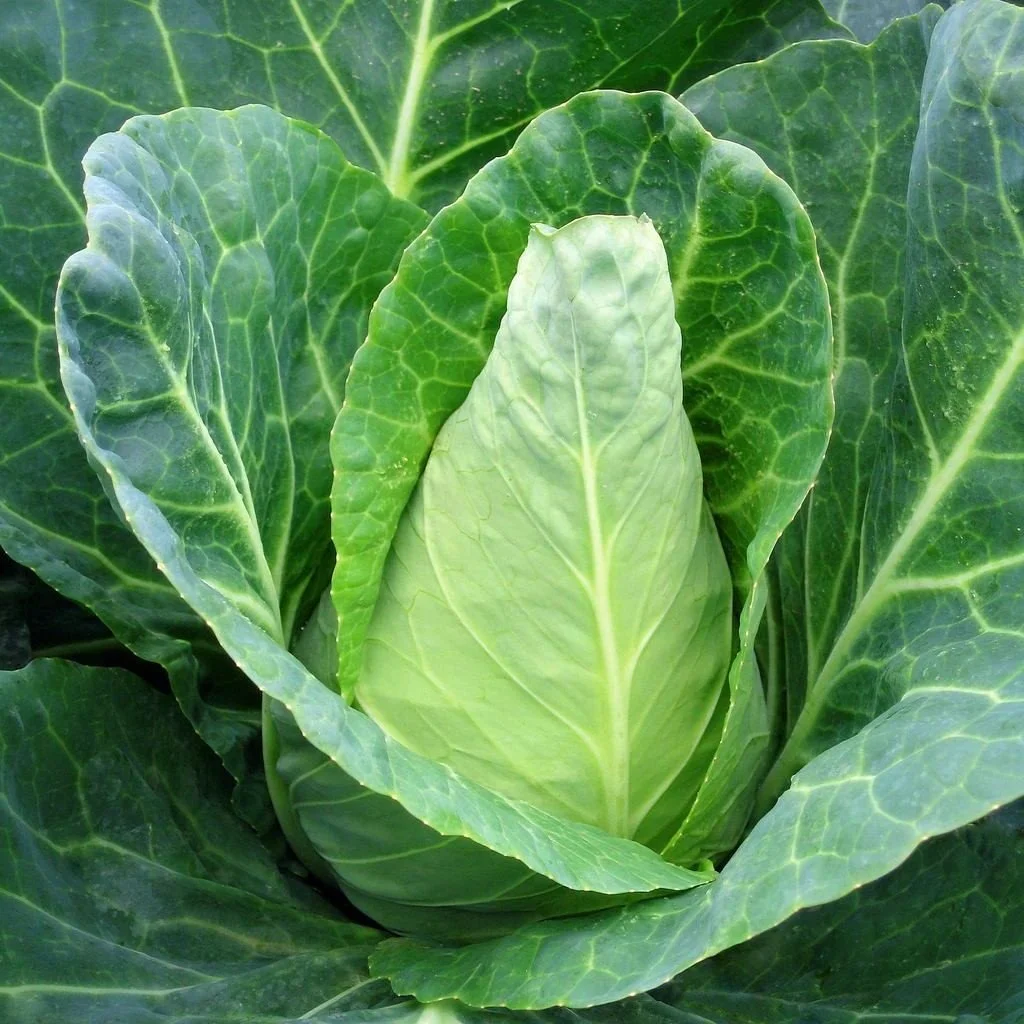 Cabbage Caraflex F1 Organic JONY PARK