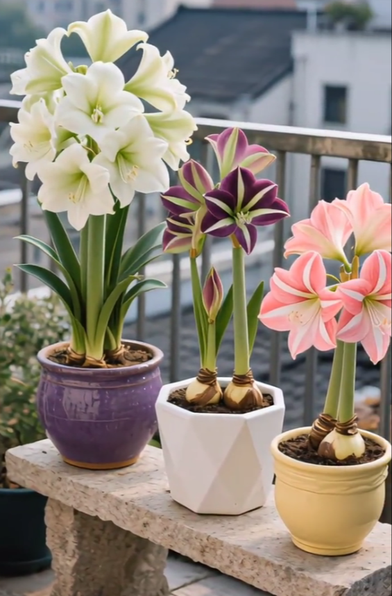 🌺Double-Petaled Perfume Amaryllis Bulbs