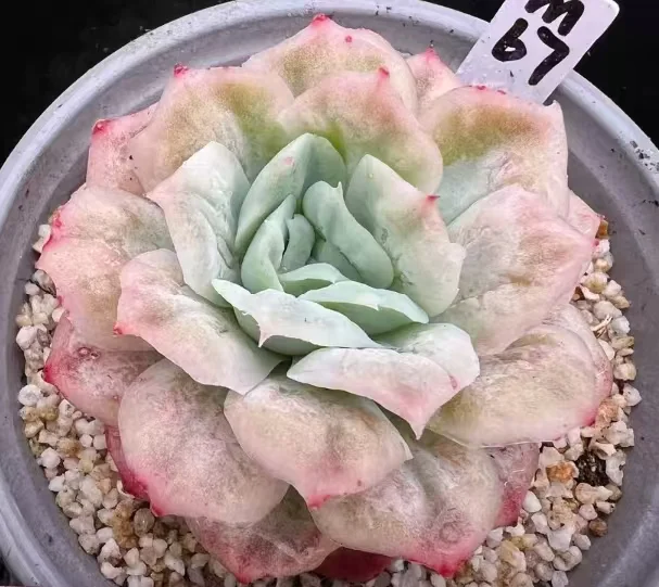 plant Aeonium Echeveria Haworthia  Caudex  Lithops Cactus  Agave 