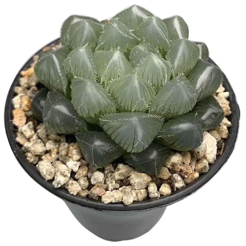   95.Blue mirror H.cooperi  4-5cm/ Haworthia/ Succulent plants / Garden landscape / Carefully select healthy plants