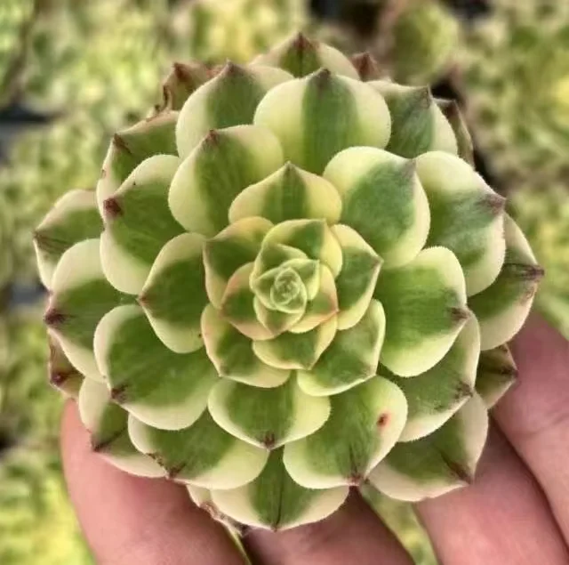 1038. Elizabeth single head and cutting/Aeonium single head and cutting/Aeonium plants/Succulent plants / Garden landscape / Carefully select healthy plants