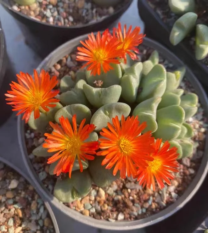 plant Aeonium Echeveria Haworthia  Caudex  Lithops Cactus  Agave 