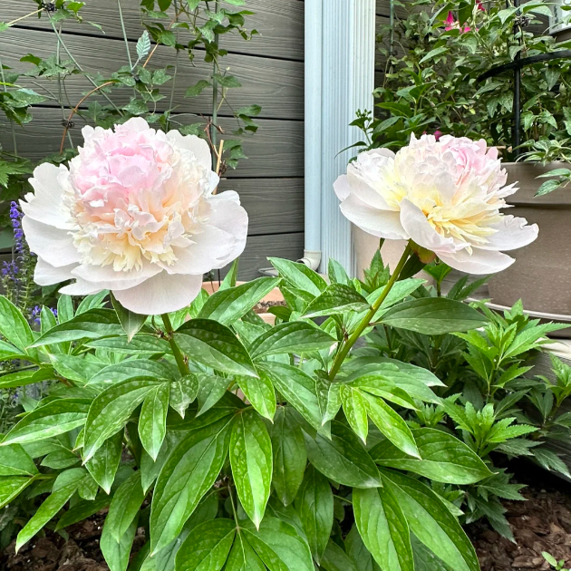 Green Peony Seeds – Symbol of luck and wealth