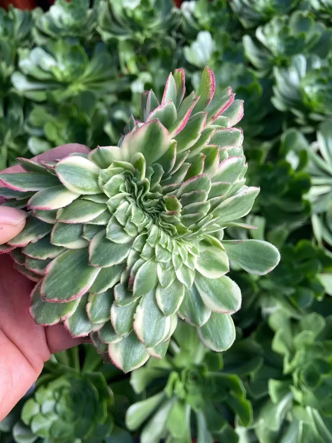 plant Aeonium Echeveria Haworthia  Caudex  Lithops Cactus  Agave 