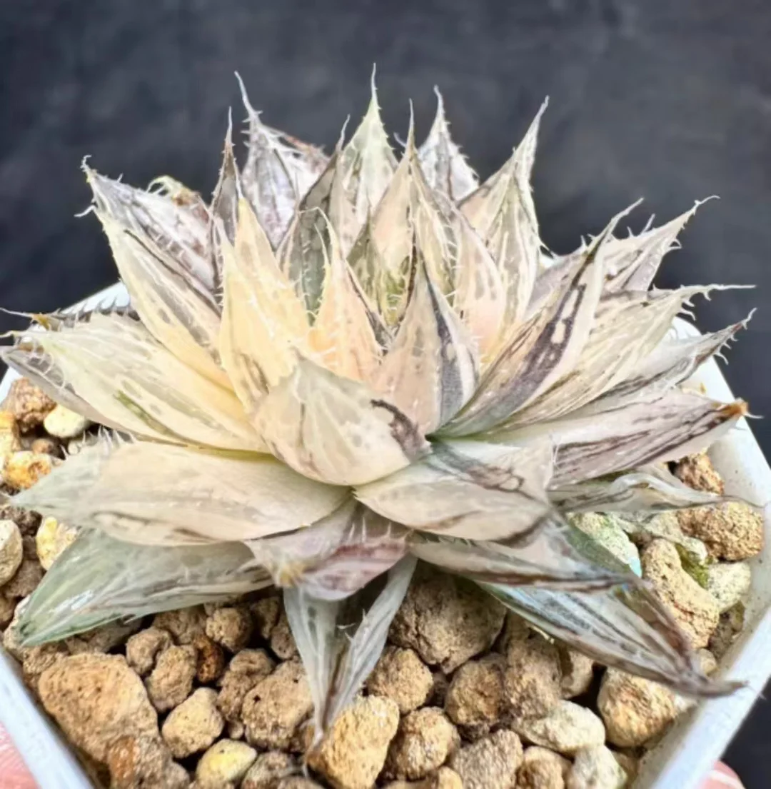 plant Aeonium Echeveria Haworthia  Caudex  Lithops Cactus  Agave 