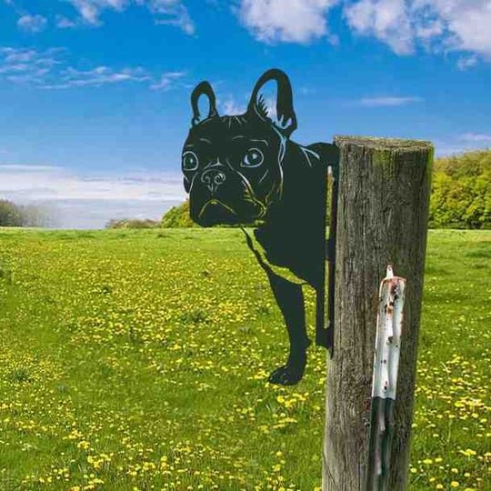Cute French Bulldog The art of metal peeping