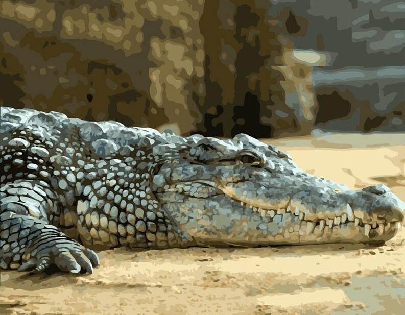 

Lazy Alligator – Paint By Numbers - 40*50CM, 501 Original