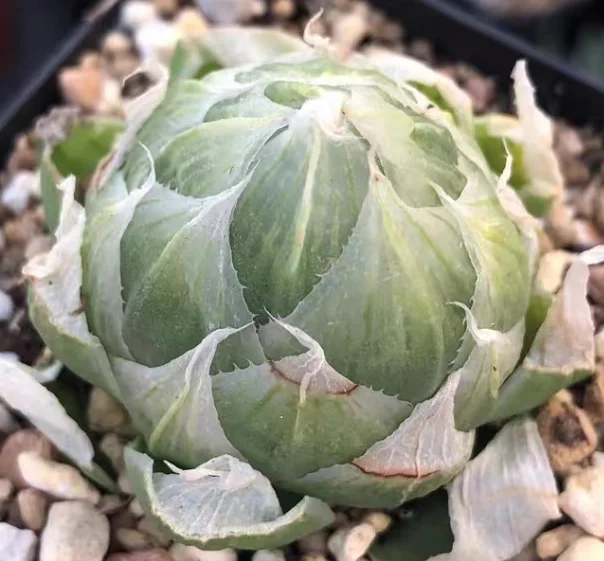 plant Aeonium Echeveria Haworthia  Caudex  Lithops Cactus  Agave 