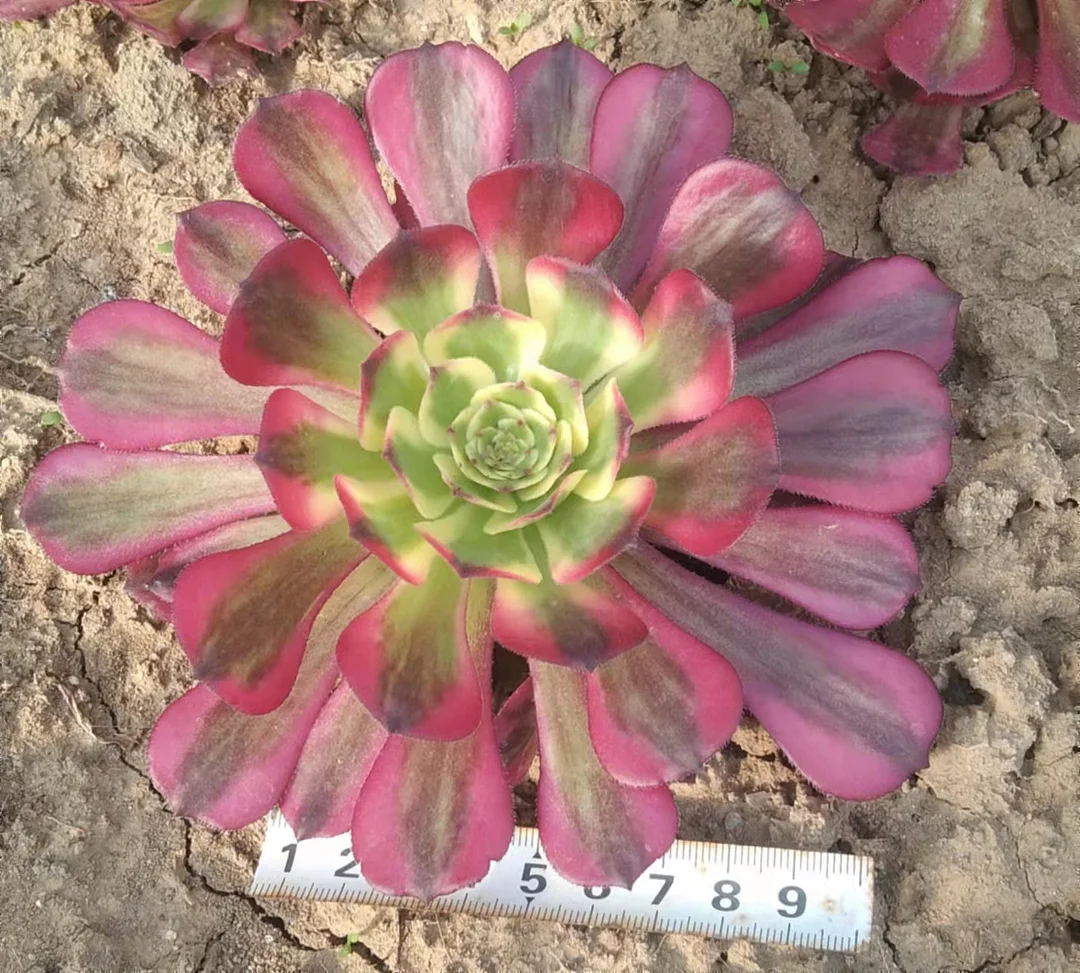 plant Aeonium Echeveria Haworthia  Caudex  Lithops Cactus  Agave 