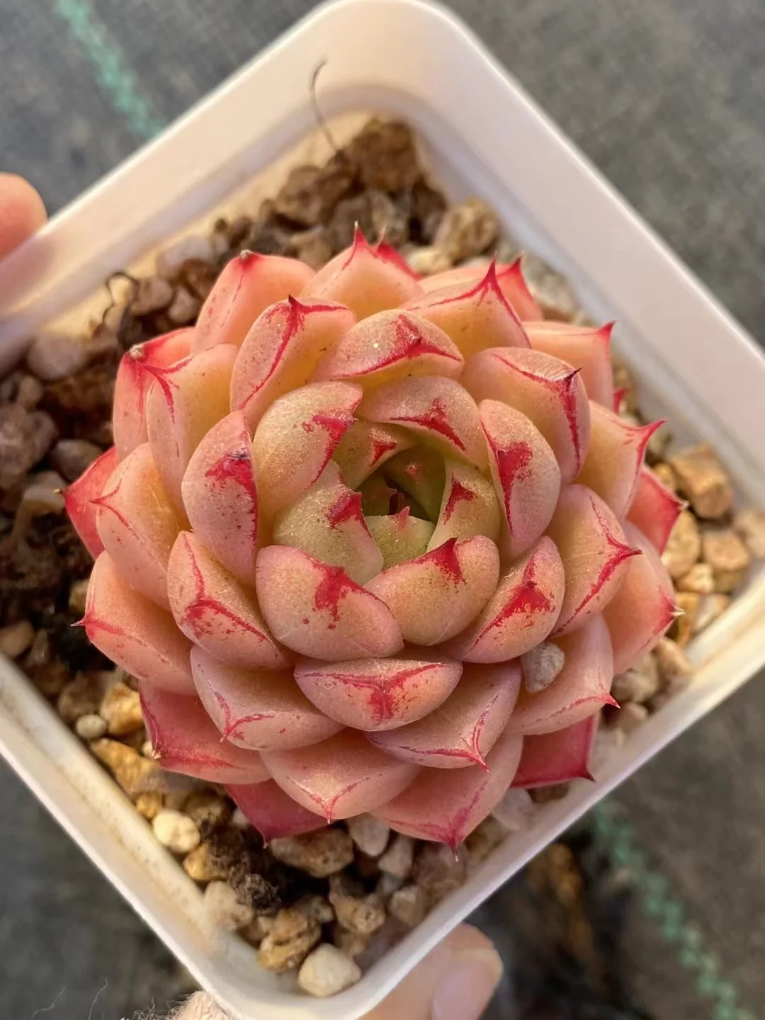 plant Aeonium Echeveria Haworthia  Caudex  Lithops Cactus  Agave 