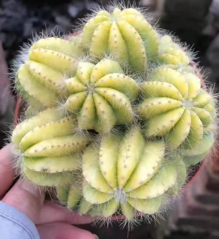plant Aeonium Echeveria Haworthia  Caudex  Lithops Cactus  Agave 
