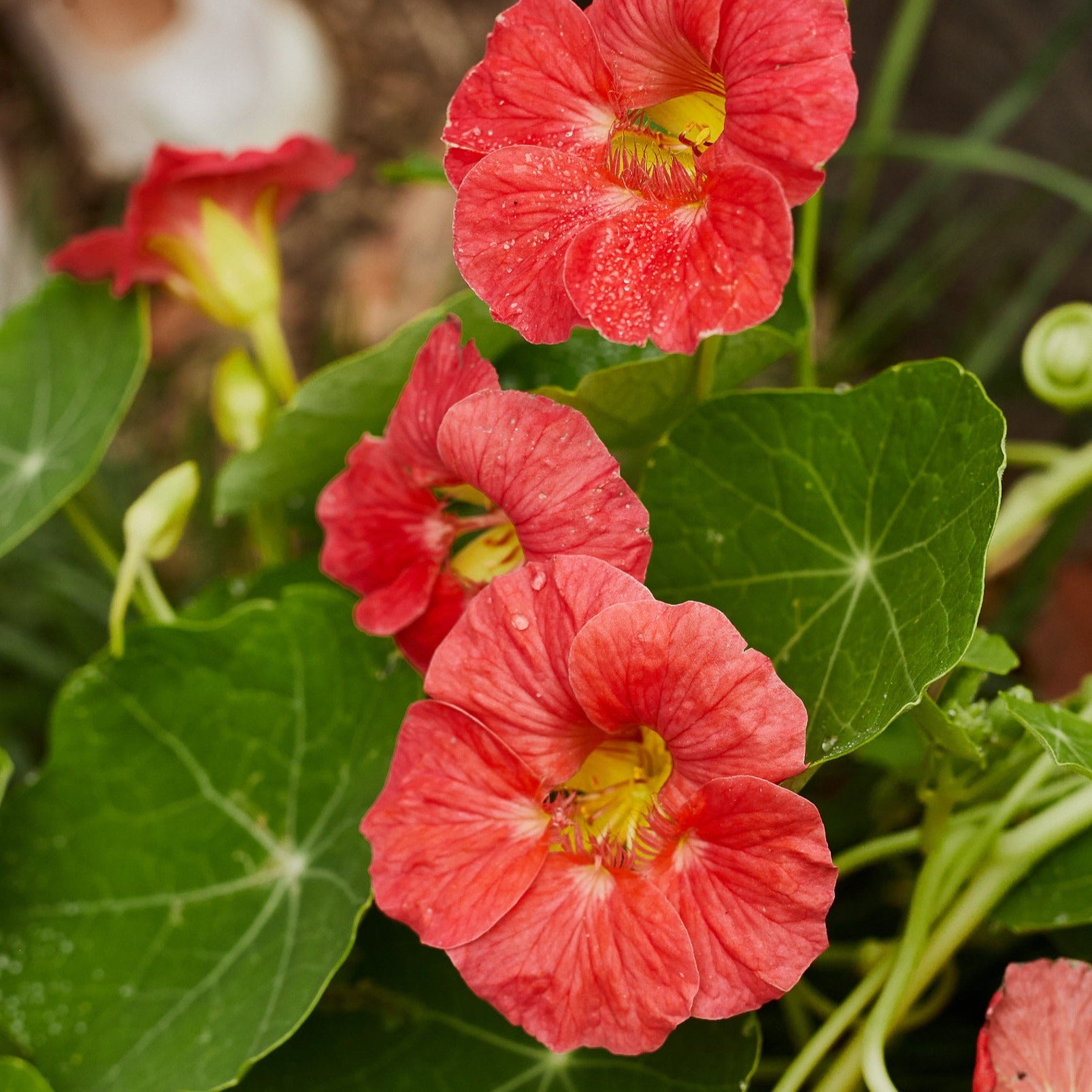 Nasturtium Double Jewel Cherry Rose Flower | X 15 Seeds