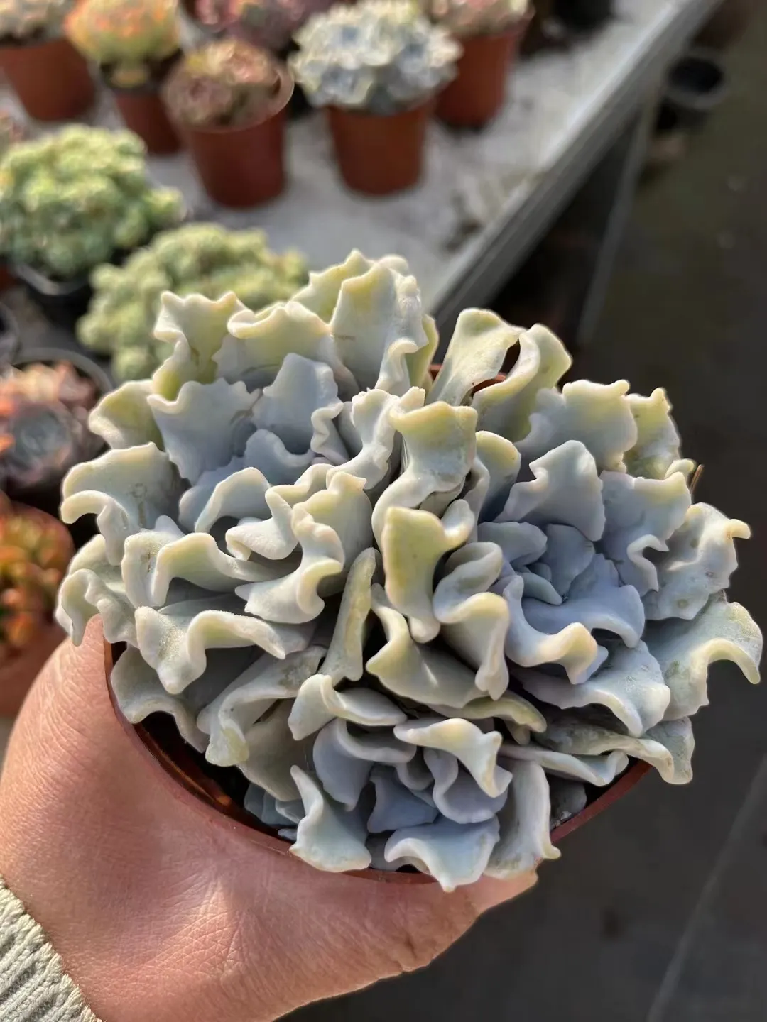 plant Aeonium Echeveria Haworthia  Caudex  Lithops Cactus  Agave 