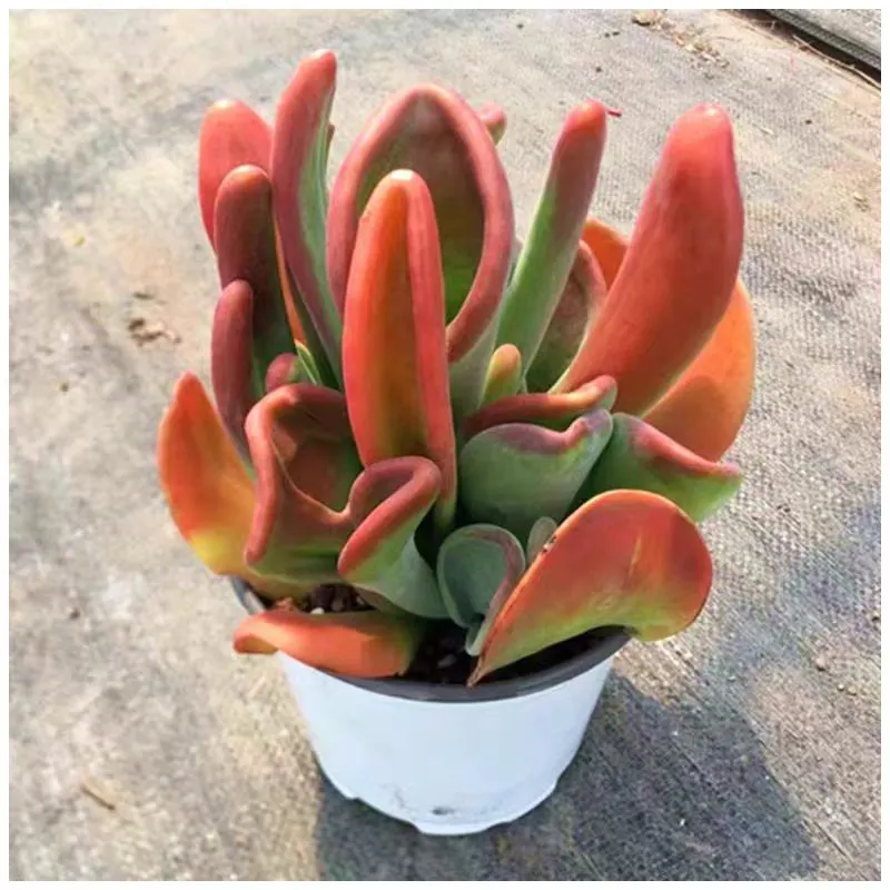 plant Aeonium Echeveria Haworthia  Caudex  Lithops Cactus  Agave 