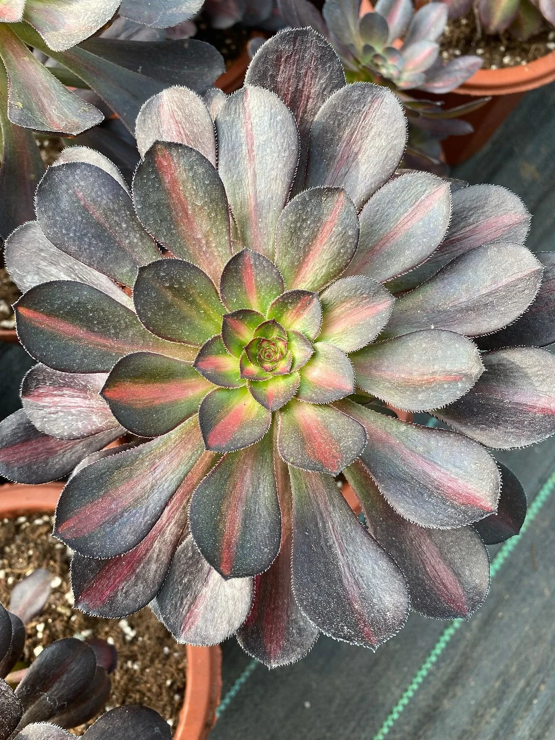 plant Aeonium Echeveria Haworthia  Caudex  Lithops Cactus  Agave 